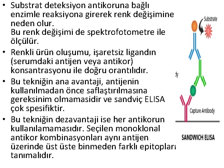  • Substrat deteksiyon antikoruna bağlı enzimle reaksiyona girerek renk değişimine neden olur. Bu