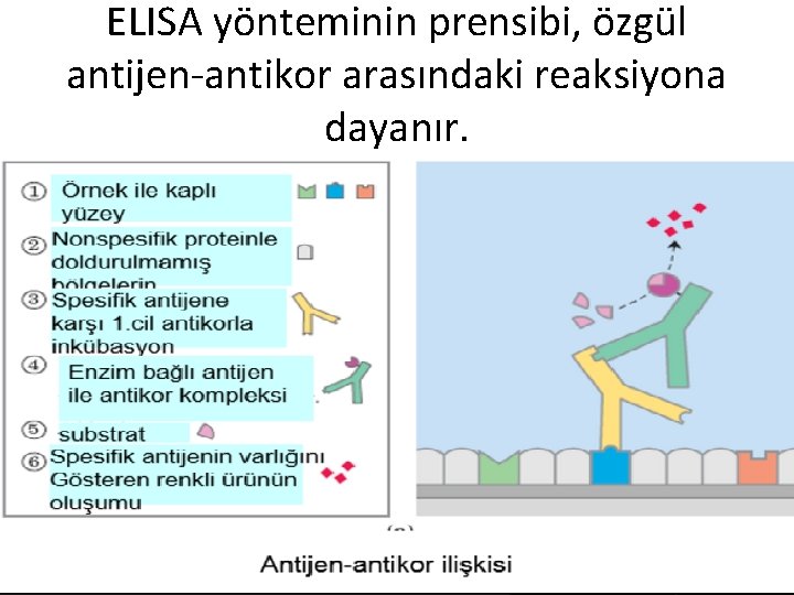 ELISA yönteminin prensibi, özgül antijen-antikor arasındaki reaksiyona dayanır. 