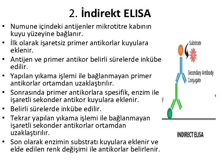 2. İndirekt ELISA • Numune içindeki antijenler mikrotitre kabının kuyu yüzeyine bağlanır. • İlk