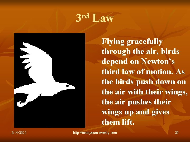 3 rd Law Flying gracefully through the air, birds depend on Newton’s third law