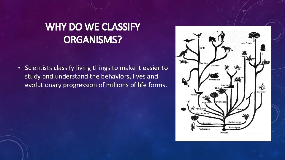 WHY DO WE CLASSIFY ORGANISMS? • Scientists classify living things to make it easier