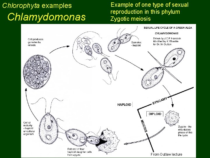 Chlorophyta examples Chlamydomonas Example of one type of sexual reproduction in this phylum Zygotic