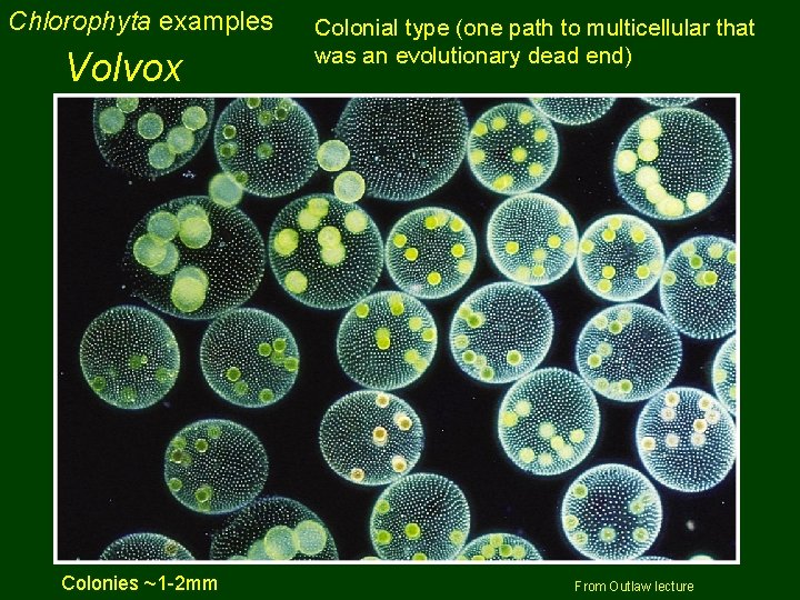 Chlorophyta examples Volvox Colonies ~1 -2 mm Colonial type (one path to multicellular that