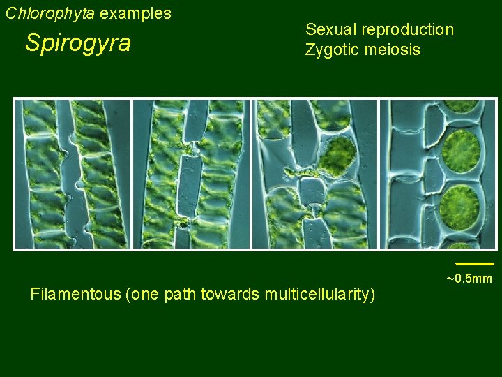 Chlorophyta examples Spirogyra Sexual reproduction Zygotic meiosis Filamentous (one path towards multicellularity) ~0. 5