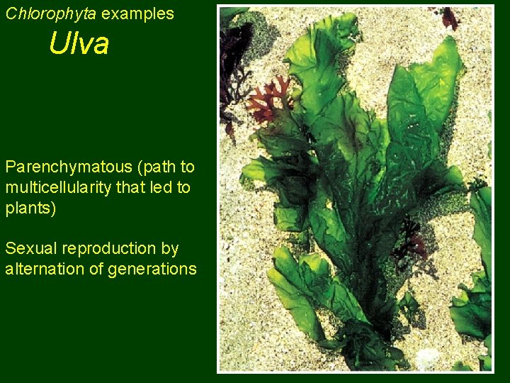 Chlorophyta examples Ulva Parenchymatous (path to multicellularity that led to plants) Sexual reproduction by