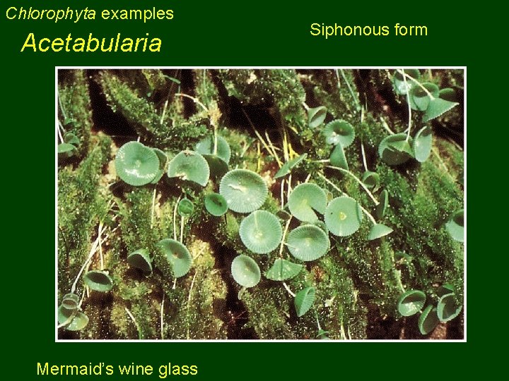 Chlorophyta examples Acetabularia Mermaid’s wine glass Siphonous form 