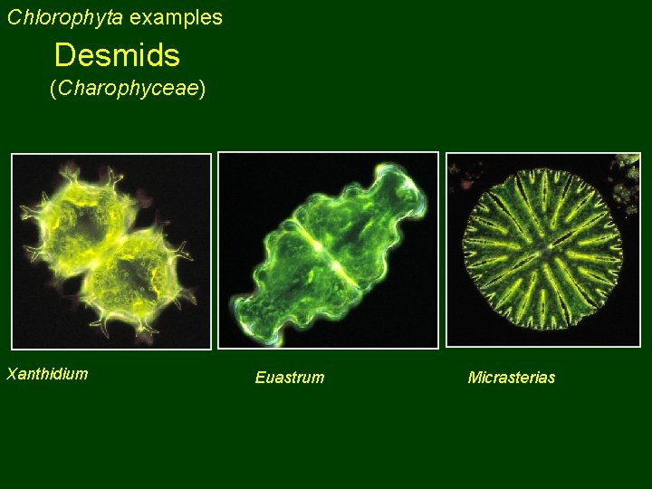 Chlorophyta examples Desmids (Charophyceae) Xanthidium Euastrum Micrasterias 