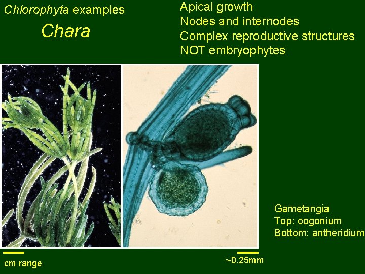Chlorophyta examples Chara Apical growth Nodes and internodes Complex reproductive structures NOT embryophytes Gametangia