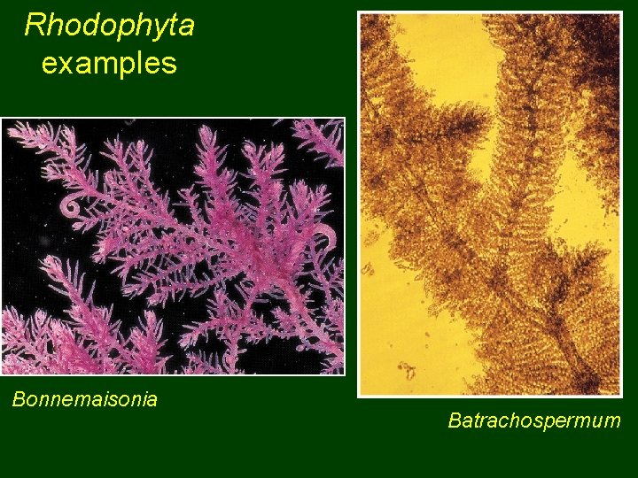 Rhodophyta examples Bonnemaisonia Batrachospermum 