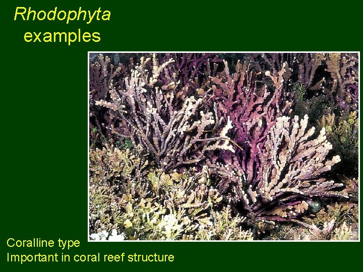 Rhodophyta examples Coralline type Important in coral reef structure 