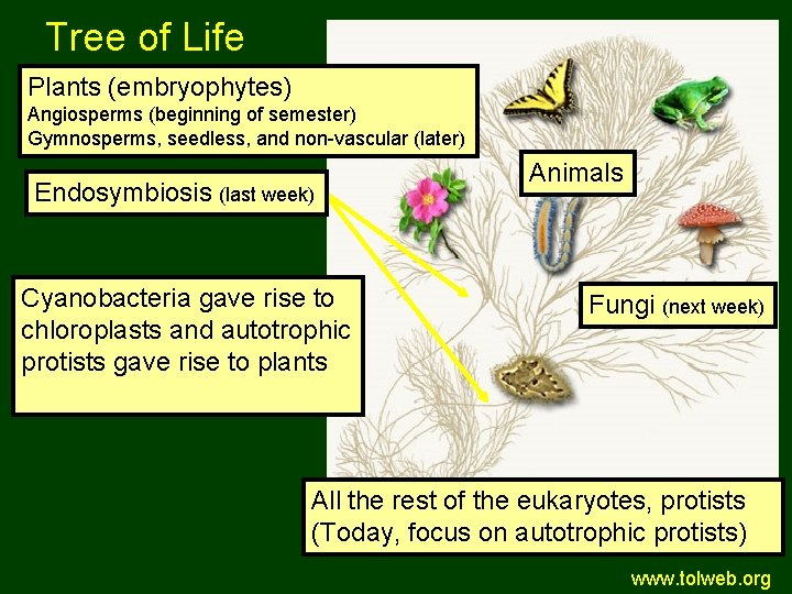 Tree of Life Plants (embryophytes) Angiosperms (beginning of semester) Gymnosperms, seedless, and non-vascular (later)