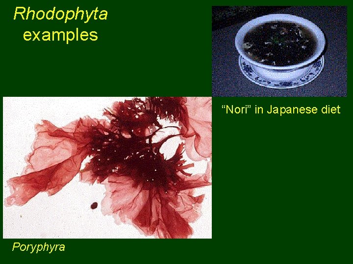 Rhodophyta examples “Nori” in Japanese diet Poryphyra 