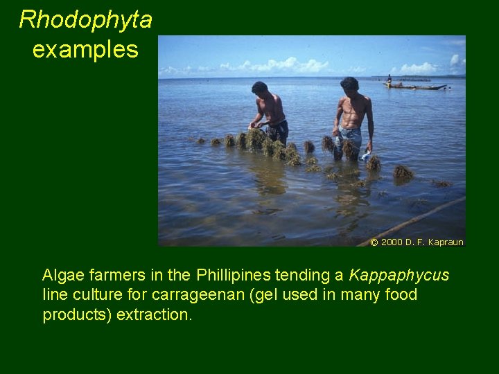 Rhodophyta examples © 2000 D. F. Kapraun Algae farmers in the Phillipines tending a