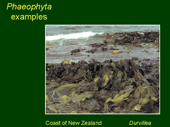 Phaeophyta examples Coast of New Zealand Durvillea 