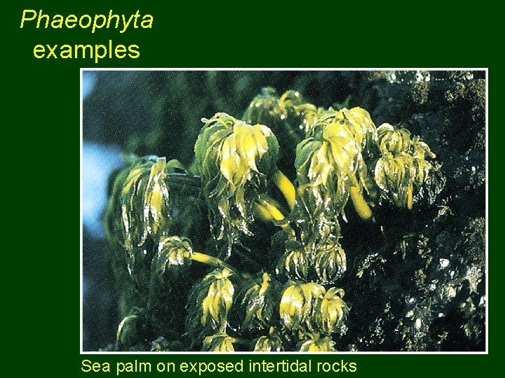 Phaeophyta examples Sea palm on exposed intertidal rocks 