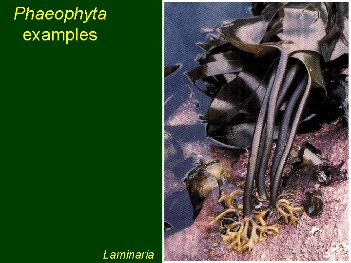 Phaeophyta examples Laminaria 