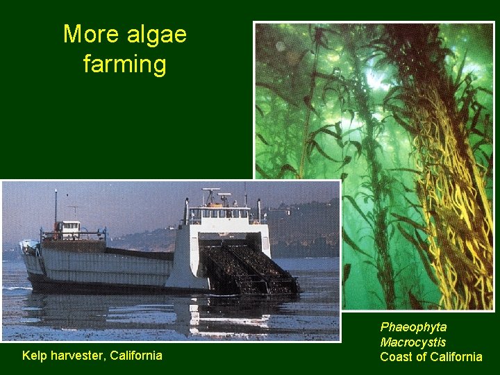 More algae farming Kelp harvester, California Phaeophyta Macrocystis Coast of California 