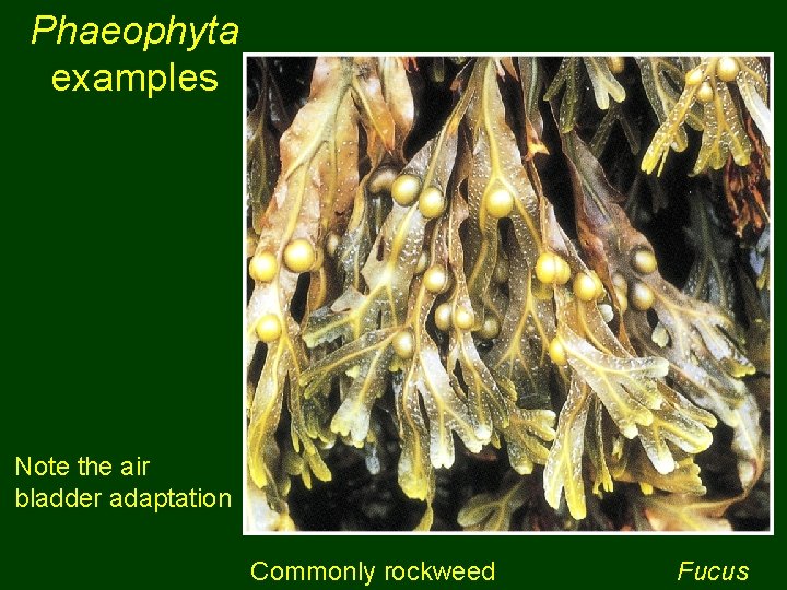 Phaeophyta examples Note the air bladder adaptation Commonly rockweed Fucus 