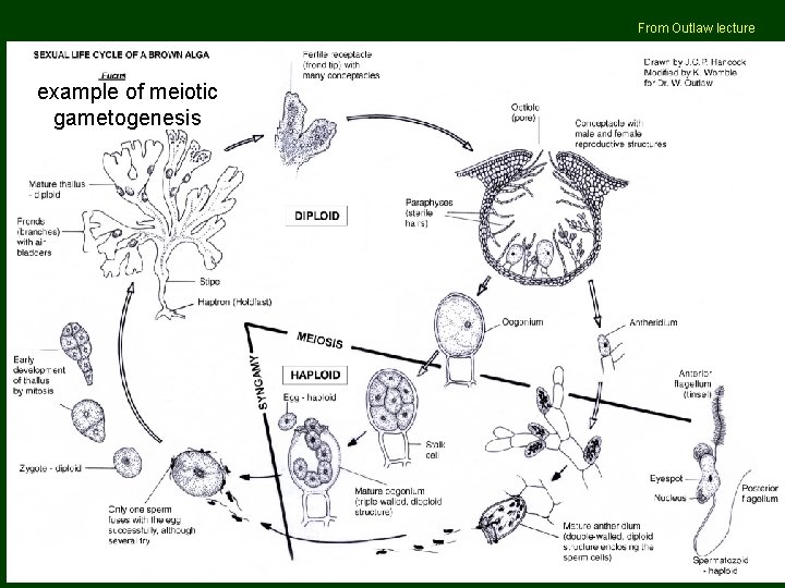 From Outlaw lecture example of meiotic gametogenesis 