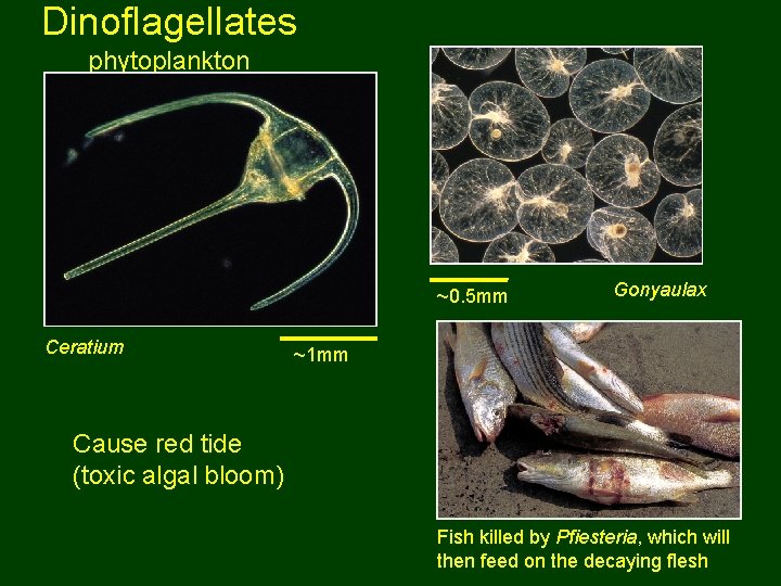 Dinoflagellates phytoplankton ~0. 5 mm Ceratium Gonyaulax ~1 mm Cause red tide (toxic algal