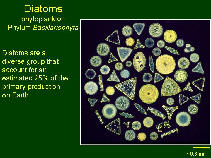 Diatoms phytoplankton Phylum Bacillariophyta Diatoms are a diverse group that account for an estimated