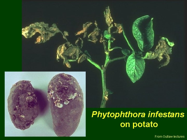 Phytophthora infestans on potato From Outlaw lectures 