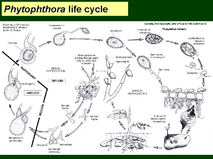 Phytophthora life cycle 