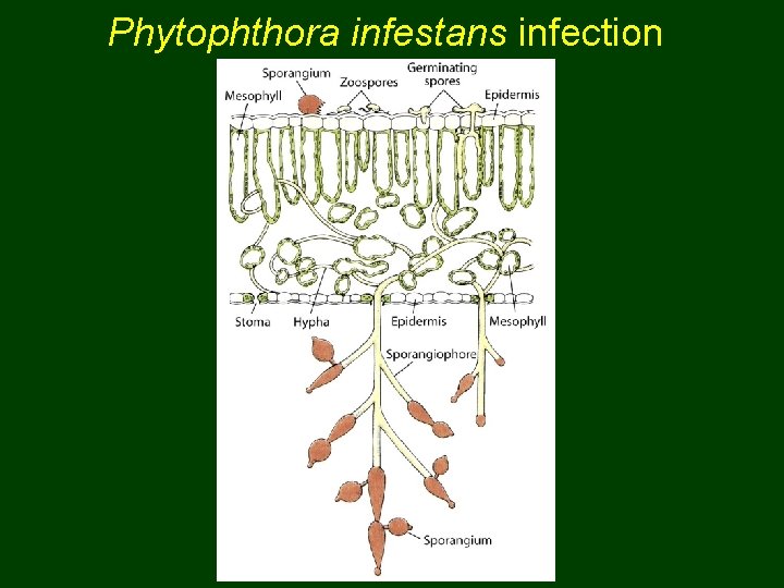 Phytophthora infestans infection 