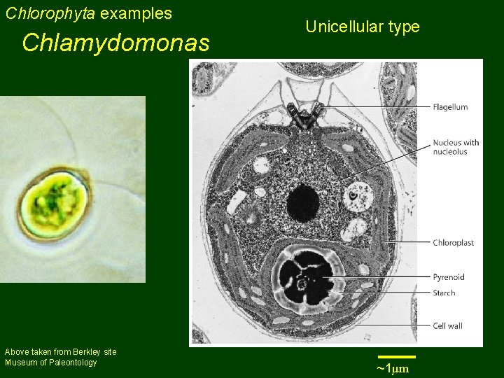 Chlorophyta examples Chlamydomonas Above taken from Berkley site Museum of Paleontology Unicellular type ~1µm