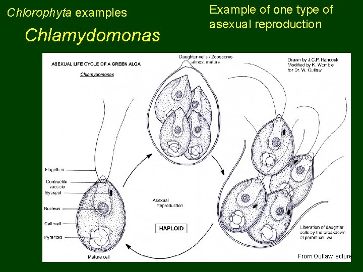 Chlorophyta examples Chlamydomonas Example of one type of asexual reproduction From Outlaw lecture 