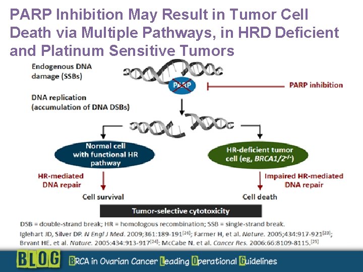 PARP Inhibition May Result in Tumor Cell Death via Multiple Pathways, in HRD Deficient