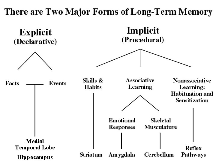 Medial Temporal Lobe Hippocampus 