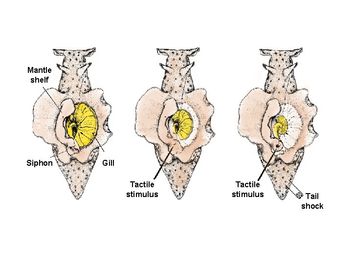 Mantle shelf Siphon Gill Tactile stimulus Tail shock 