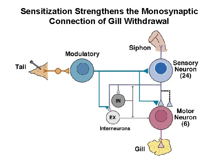 Sensitization Strengthens the Monosynaptic Connection of Gill Withdrawal 