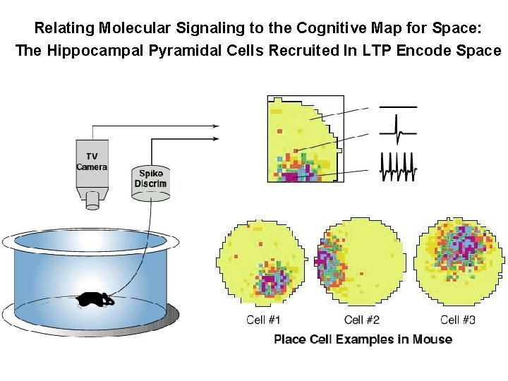 Relating Molecular Signaling to the Cognitive Map for Space: The Hippocampal Pyramidal Cells Recruited