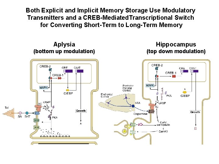 Both Explicit and Implicit Memory Storage Use Modulatory Transmitters and a CREB-Mediated. Transcriptional Switch
