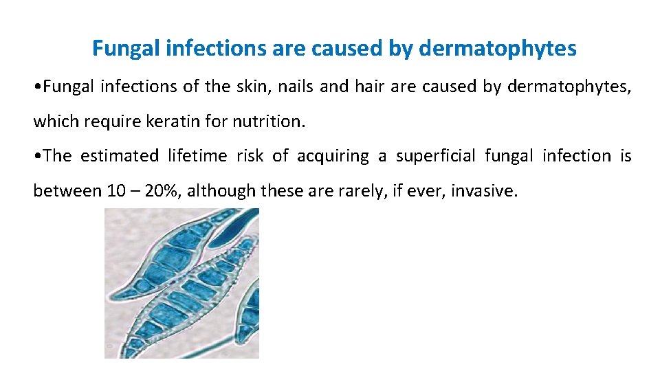 Fungal infections are caused by dermatophytes • Fungal infections of the skin, nails and