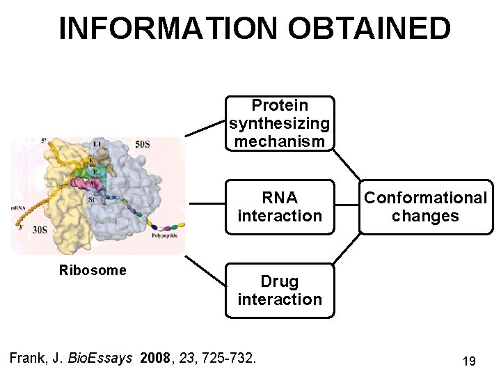 INFORMATION OBTAINED Protein synthesizing mechanism RNA interaction Ribosome Conformational changes Drug interaction Frank, J.