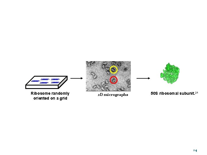 Ribosome randomly oriented on a grid 2 D micrographs 50 S ribosomal subunit. 21