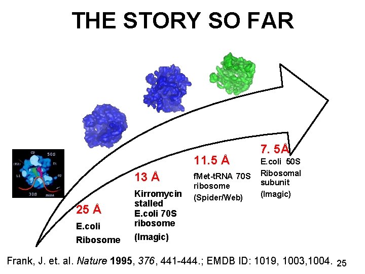 THE STORY SO FAR 11. 5 Å 13 Å 25 Å E. coli Ribosome