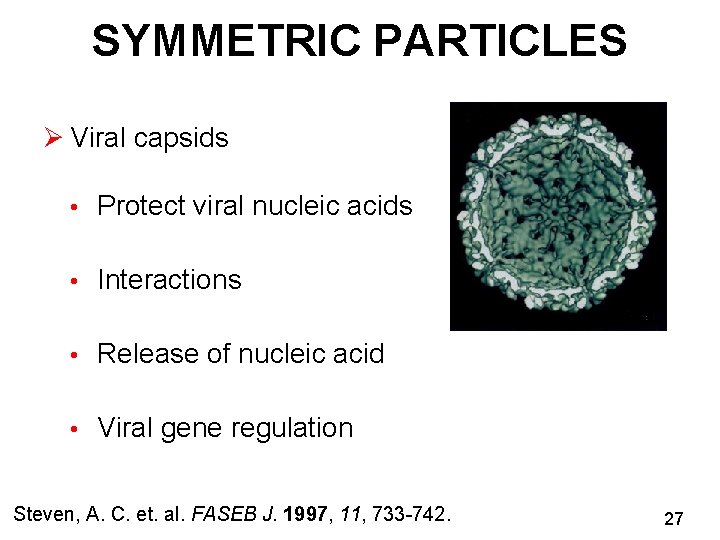 SYMMETRIC PARTICLES Ø Viral capsids • Protect viral nucleic acids • Interactions • Release