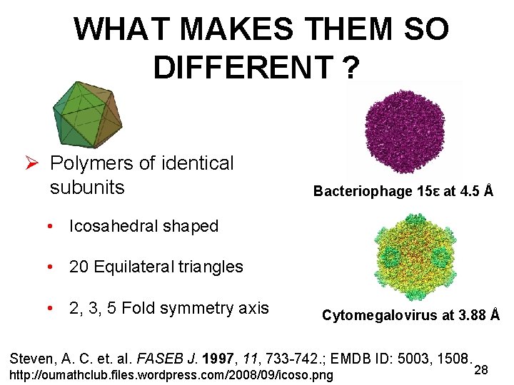 WHAT MAKES THEM SO DIFFERENT ? Ø Polymers of identical subunits Bacteriophage 15ε at