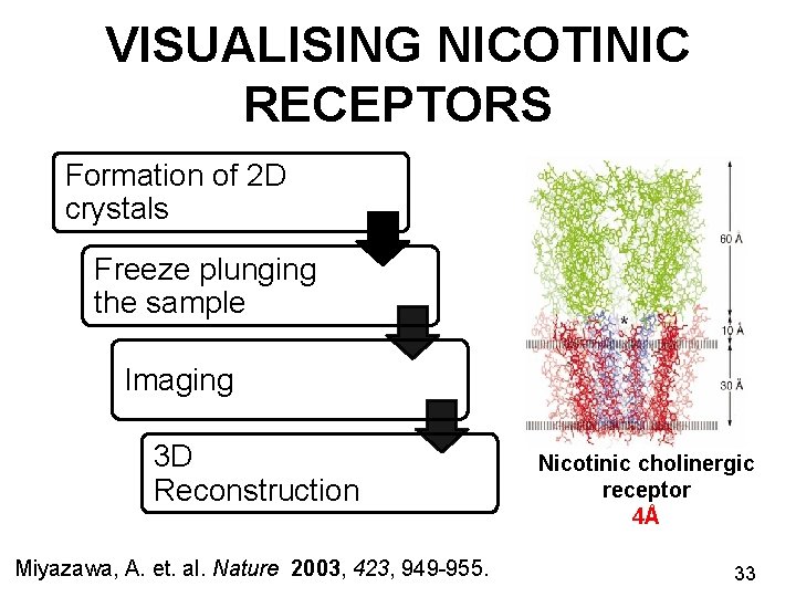 VISUALISING NICOTINIC RECEPTORS Formation of 2 D crystals Freeze plunging the sample Imaging 3