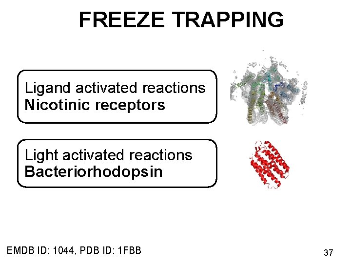 FREEZE TRAPPING Ligand activated reactions Nicotinic receptors Light activated reactions Bacteriorhodopsin EMDB ID: 1044,