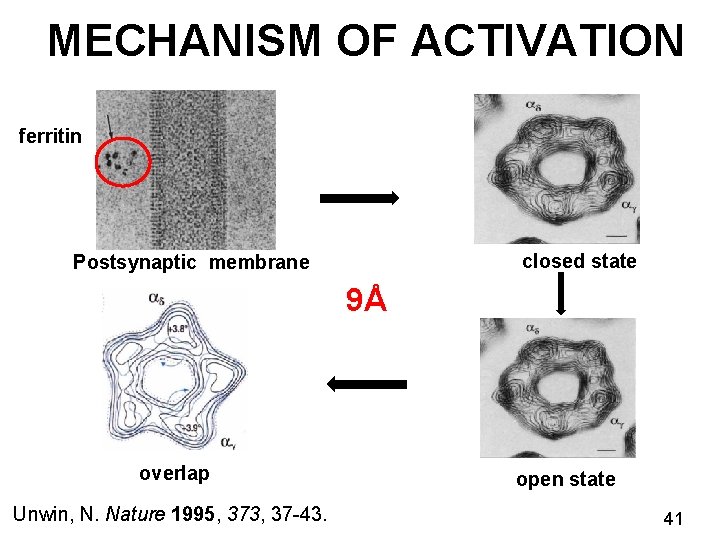 MECHANISM OF ACTIVATION ferritin closed state Postsynaptic membrane 9Å overlap Unwin, N. Nature 1995,