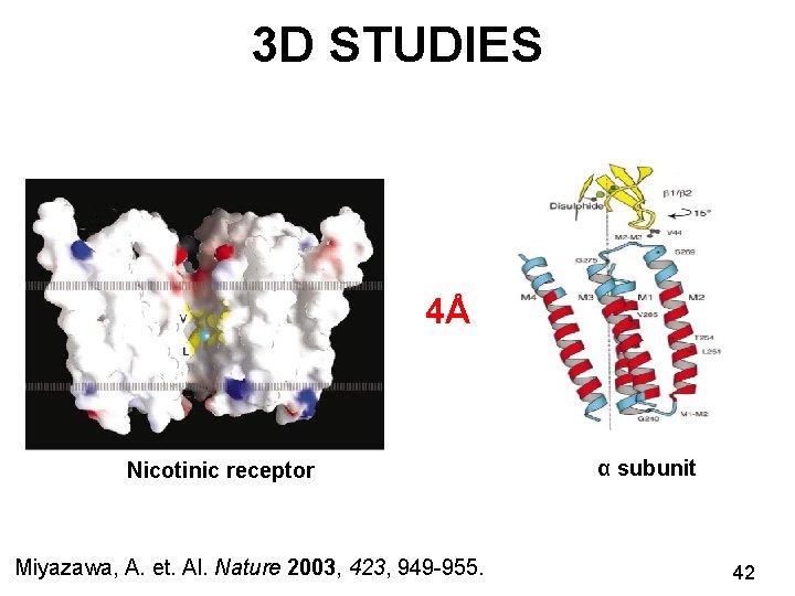 3 D STUDIES 4Å Nicotinic receptor Miyazawa, A. et. Al. Nature 2003, 423, 949