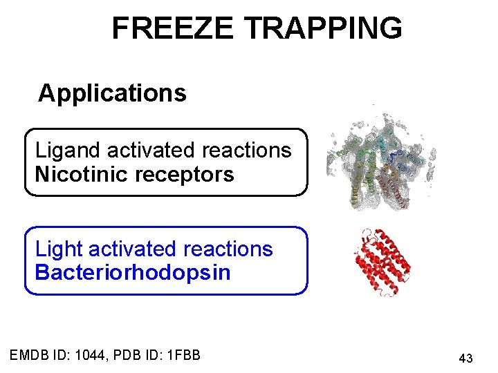 FREEZE TRAPPING Applications Ligand activated reactions Nicotinic receptors Light activated reactions Bacteriorhodopsin EMDB ID: