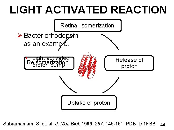 LIGHT ACTIVATED REACTION Retinal isomerization. Ø Bacteriorhodopsin as an example. • Light activated Reisomerization