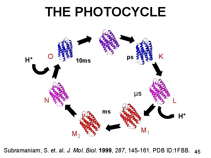 THE PHOTOCYCLE H+ O K ps 10 ms μs N ms M 2 L