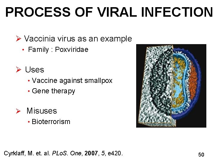 PROCESS OF VIRAL INFECTION Ø Vaccinia virus as an example • Family : Poxviridae